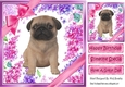 Gorgeous little puppy (three) with bows and flowers 8x8