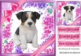Gorgeous little puppy (seven) with bows and flowers 8x8
