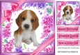 Gorgeous little beagle puppy with bows and flowers 8x8