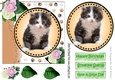 Sweet little kitten with pink/white peonies card front 7x7 with topper