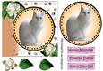 Sweet white kitten with white roses card front 7x7 with topper