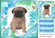 lovely little pug puppy (one) with blue bows  and flowers 8x8