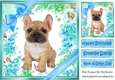 lovely little french bulldog puppy (five) with blue bows  and flowers 8x8