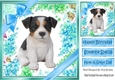lovely little jack russel puppy (eight) with blue bows  and flowers 8x8