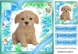 lovely little labradoodle puppy (twelve) with blue bows  and flowers 8x8