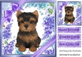 Gorgeous little yorki puppy with purple bows and flowers 8x8