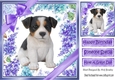 Gorgeous little jack russel puppy with purple bows and flowers 8x8