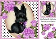 Cute black scottie dog with lilac corner roses & polkadot 8x8