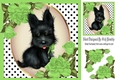 Cute black scottie dog with green corner roses & polkadot 8x8