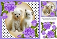 Cute kitten/puppy with purple corner roses and polkadot 8x8