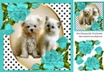 Cute kitten/puppy with turq corner roses and polkadot 8x8