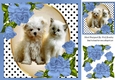 Cute kitten/puppy with blue corner roses and polkadot 8x8