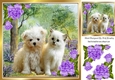 Cute kitten/puppy in the woodlands with purple corner roses 8x8