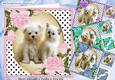 4 Cute Card fronts with kitten/puppies with corner roses and polkadot 8x8 Mini Kit