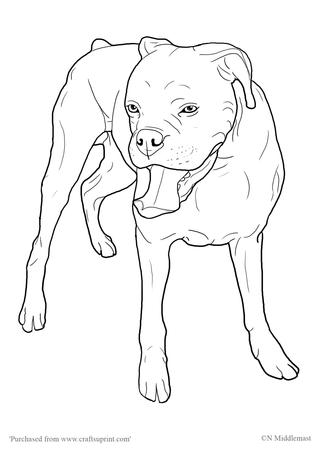 Boxer Dog Standing