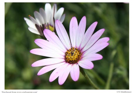 Sun Lit Daisy