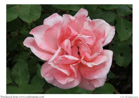 Pink Rose 2