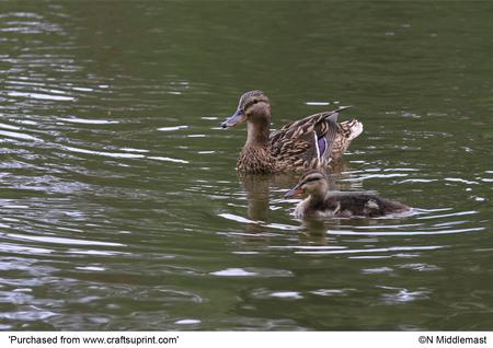 Under Mothers Eye