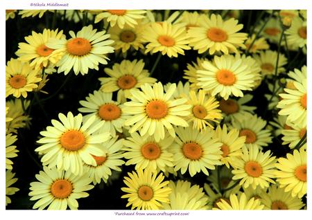 Yellow Daisy