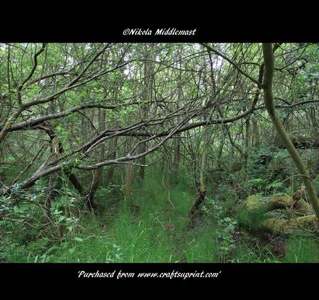 Marshy Woods