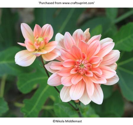 Pink and White