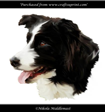Border Collie Head