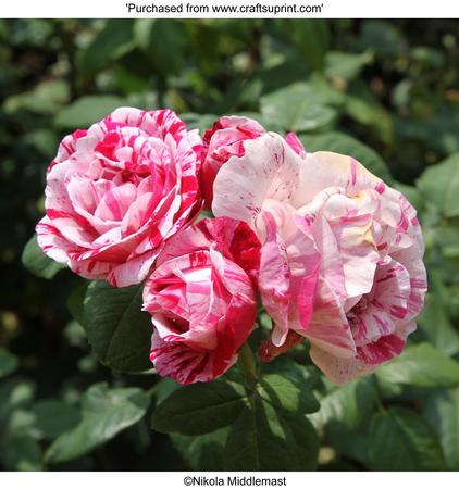 Mix Pink Rose