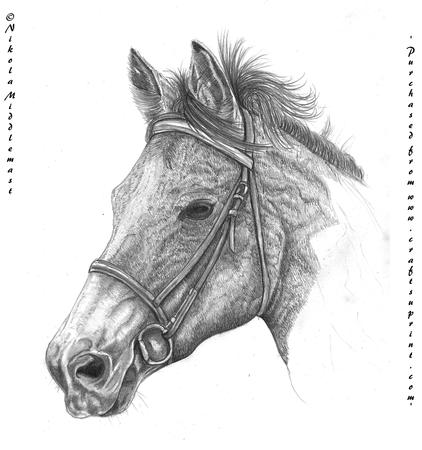 Horse Head in Pencil