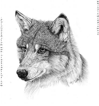Wolf Head in Pencil