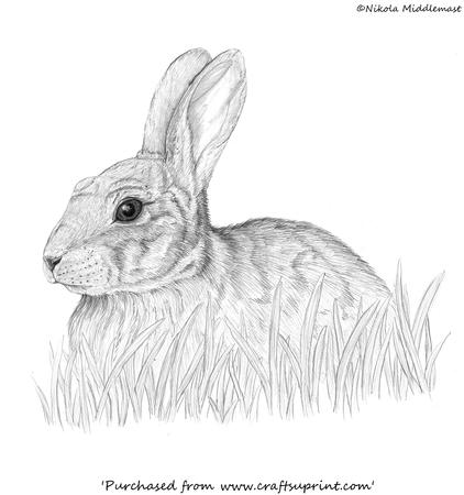 Rabbit Pencil Sketch