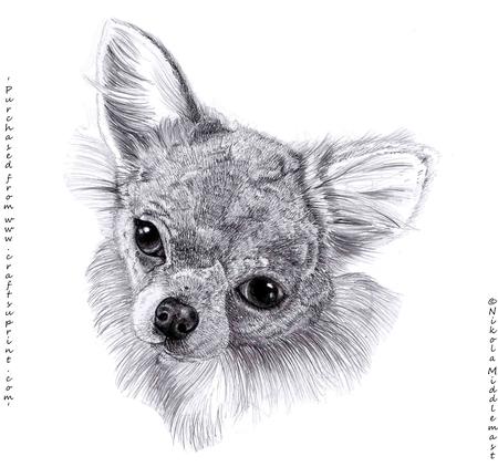 Chihuahua Face