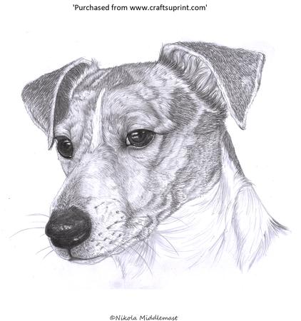 Terrier Gaze