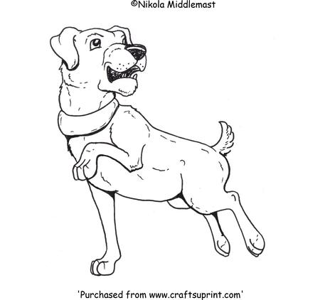 Dog Chasing