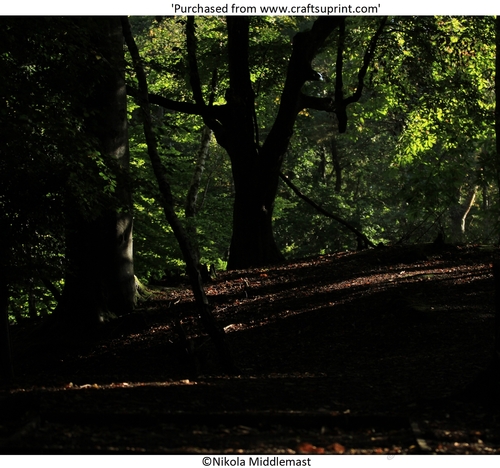 Dapple Woods