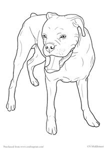 Boxer Dog Standing