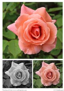 3 Way Pink Rose
