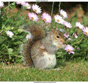 Grey Squirrel