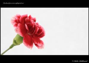 Carnation on White