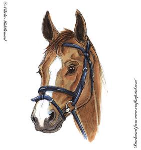 Horse Head Sketch