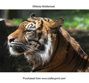 Tiger Head