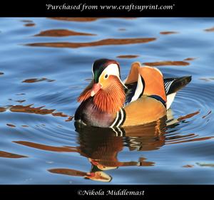 Mandrin Duck Male