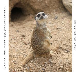 Meerkat Looking