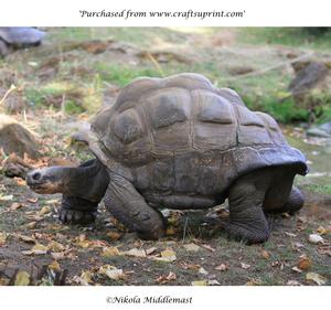 Tortoise