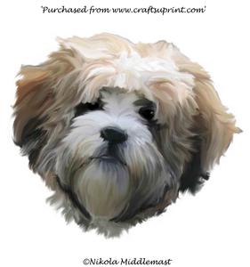 Shichon Face