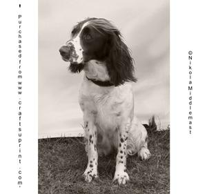 Gun Dog Spaniel