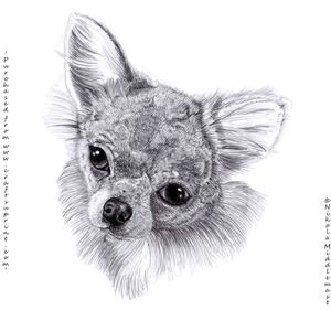 Chihuahua Face