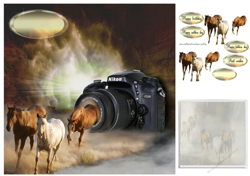 horses out of camera