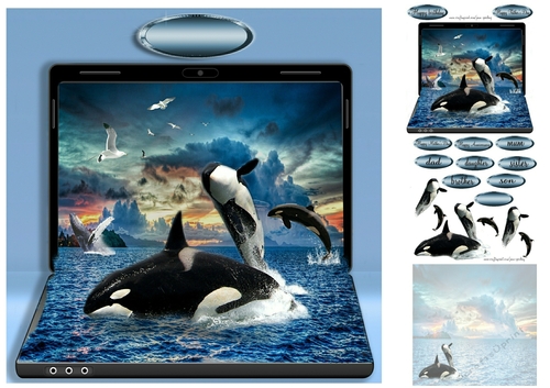 whales in the wild