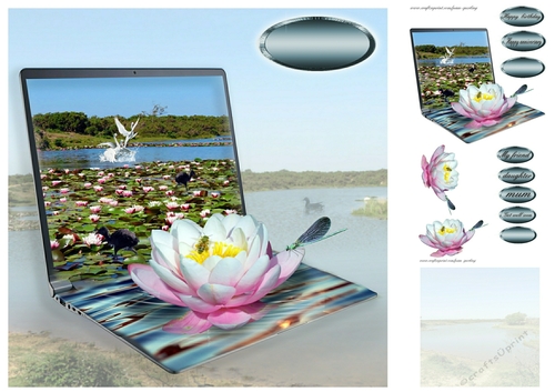 lily pads