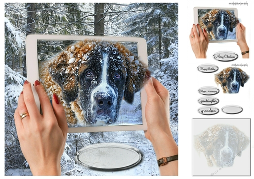  St Bernard in a i-pad